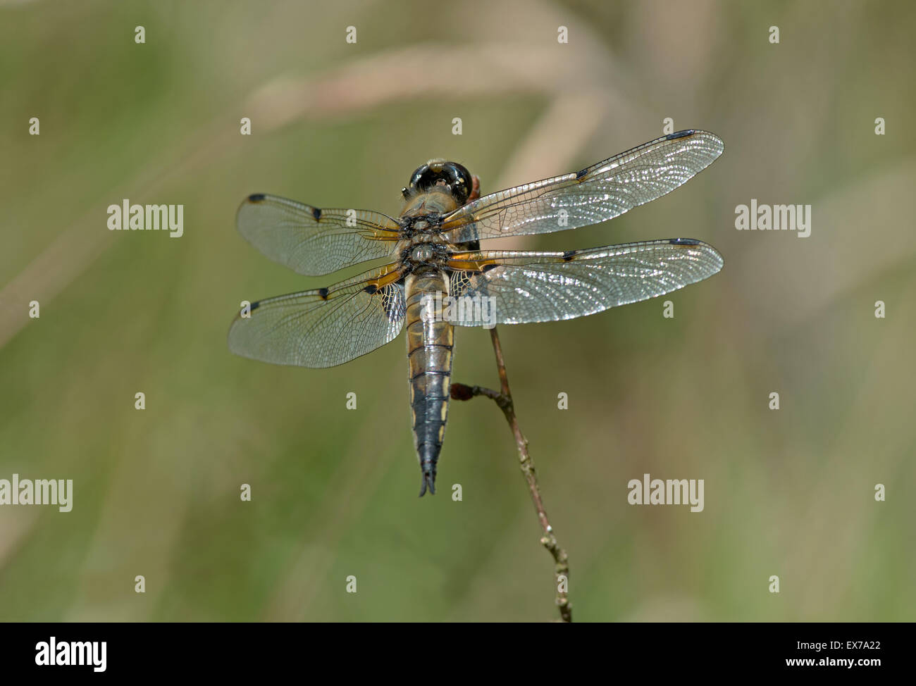 Female Four-Spotted Chaser Dragonfly (Libellula quadrimaculata) Uk Stock Photo