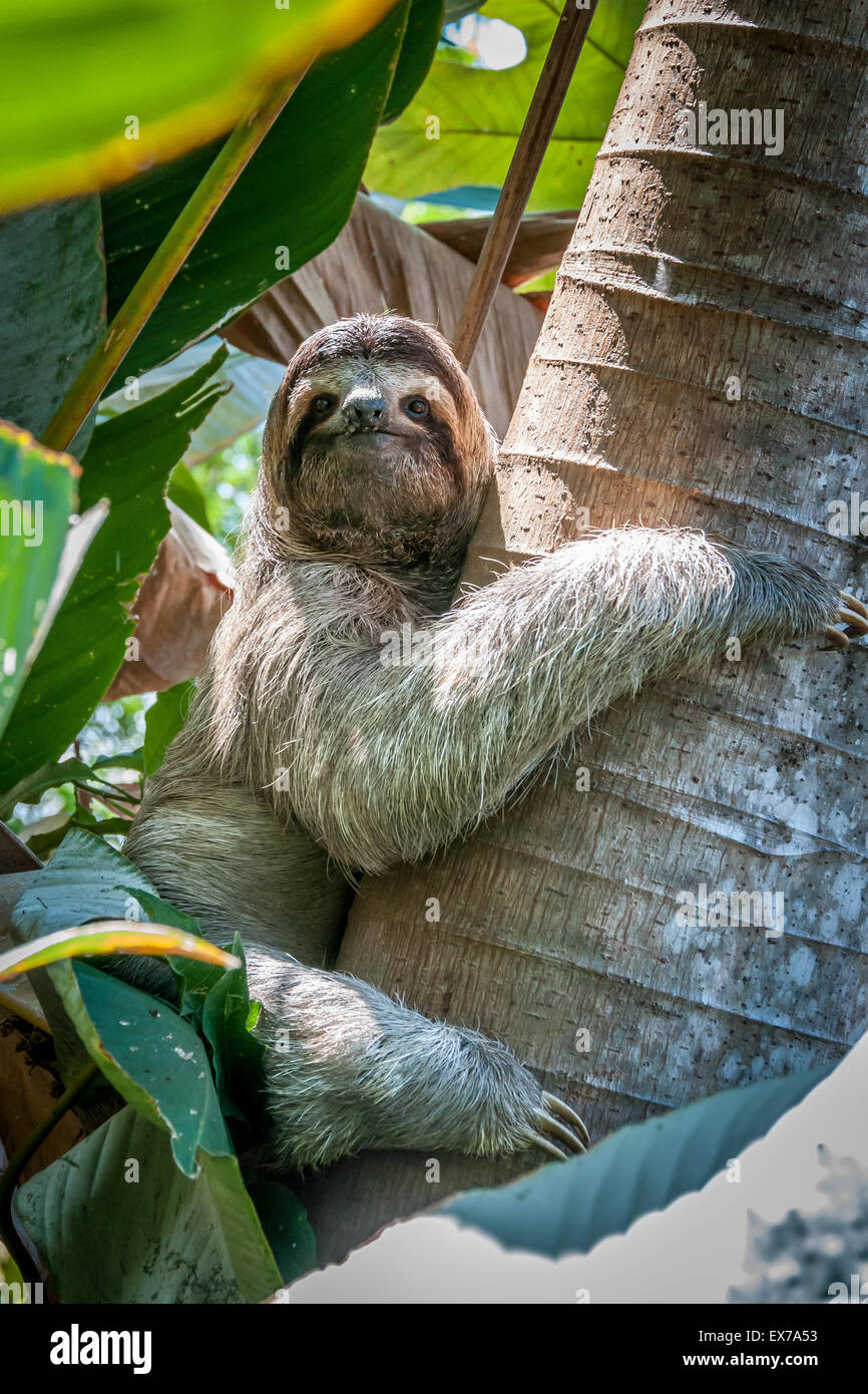 Brown Throated Three-toed sloth (Bradypus variegatus), Costa Rica Stock Photo