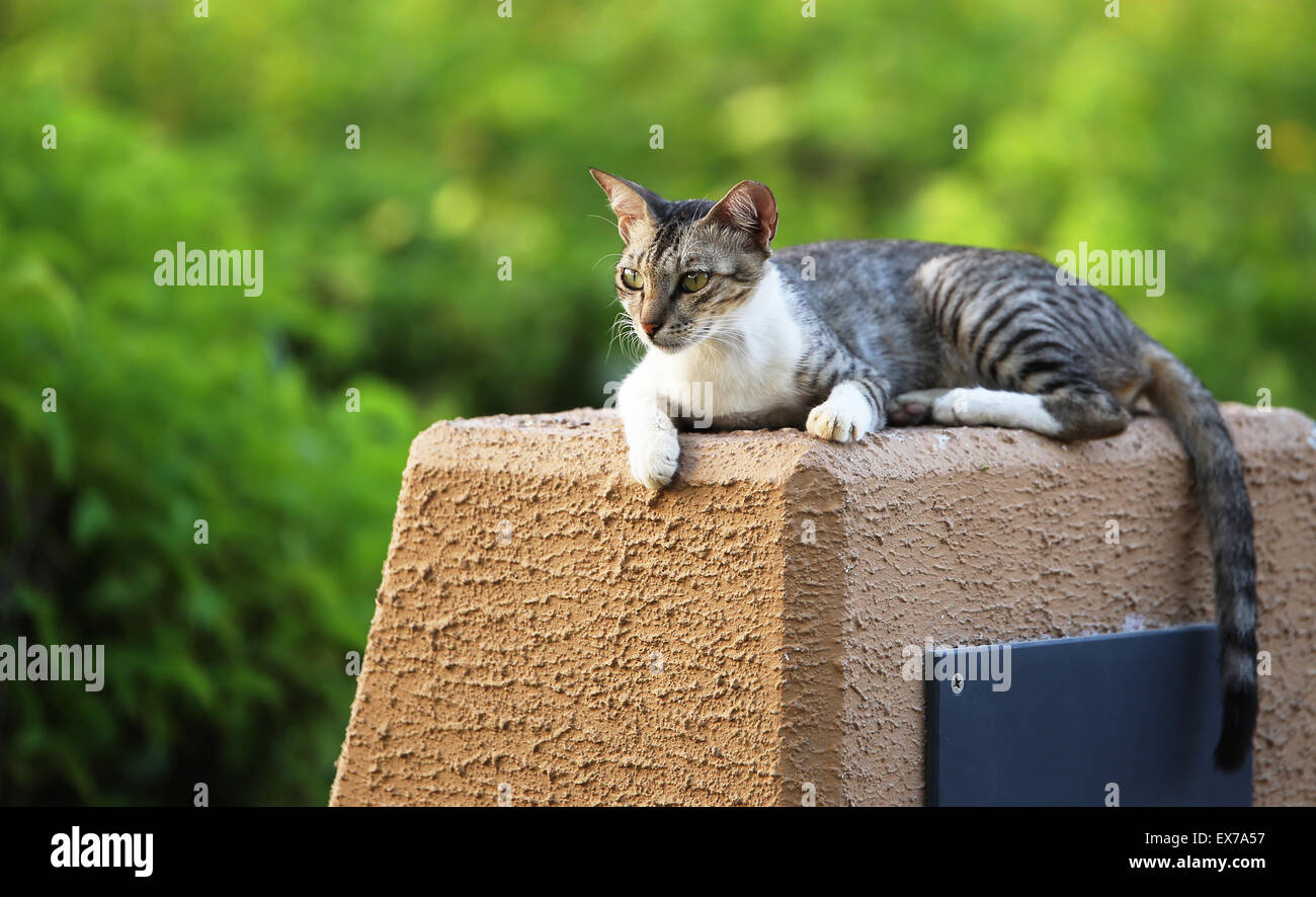 A feral cat relaxing at the heritage park, Abu Dhabi, in a beautiful