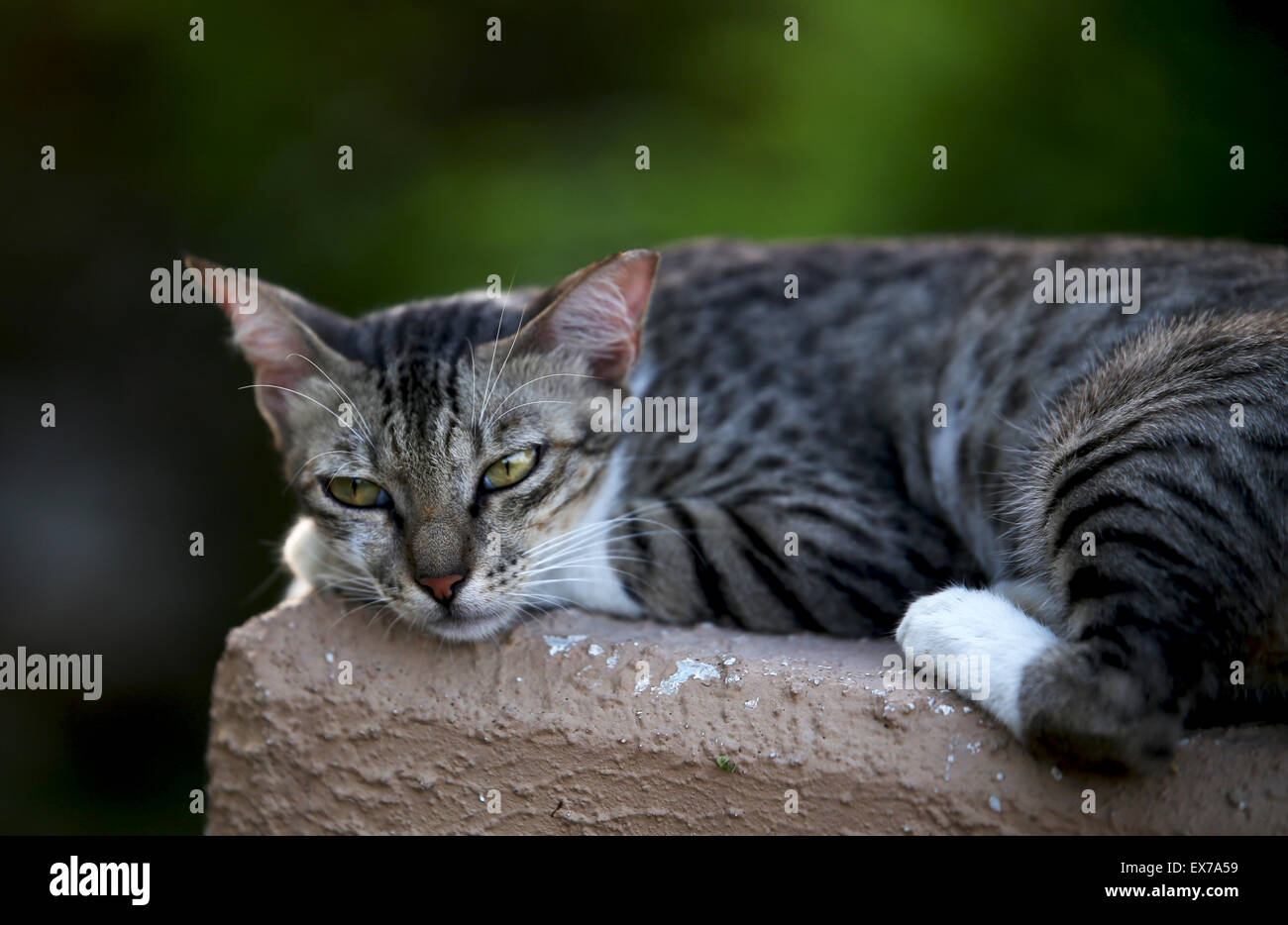 A feral cat in a gloomy mood, at heritage park, Abu Dhabi Stock Photo