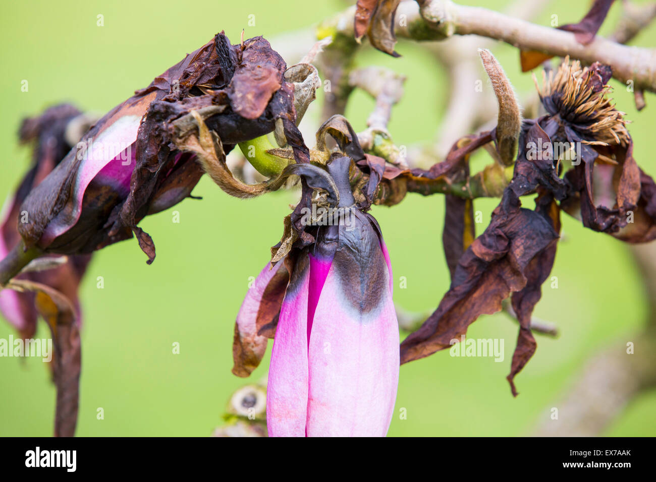 Magnolia flowers that have been damaged by a late Spring frost in
