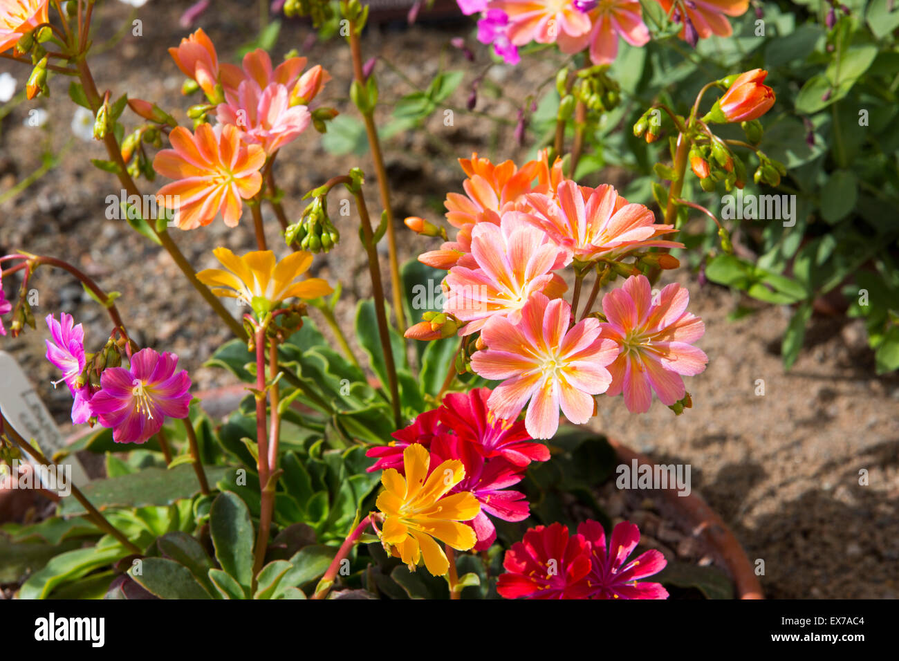Lewisia plants growing in an Alpine greenhouse at Holehird Gardens, Windermere, Cumbria, UK. Stock Photo