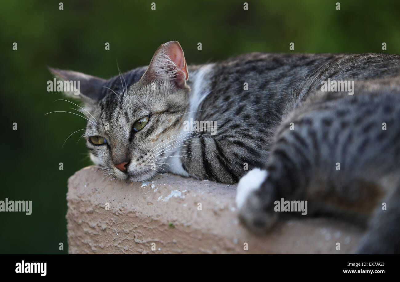 A feral cat in a sad mood, at the heritage park, Abu Dhabi Stock Photo