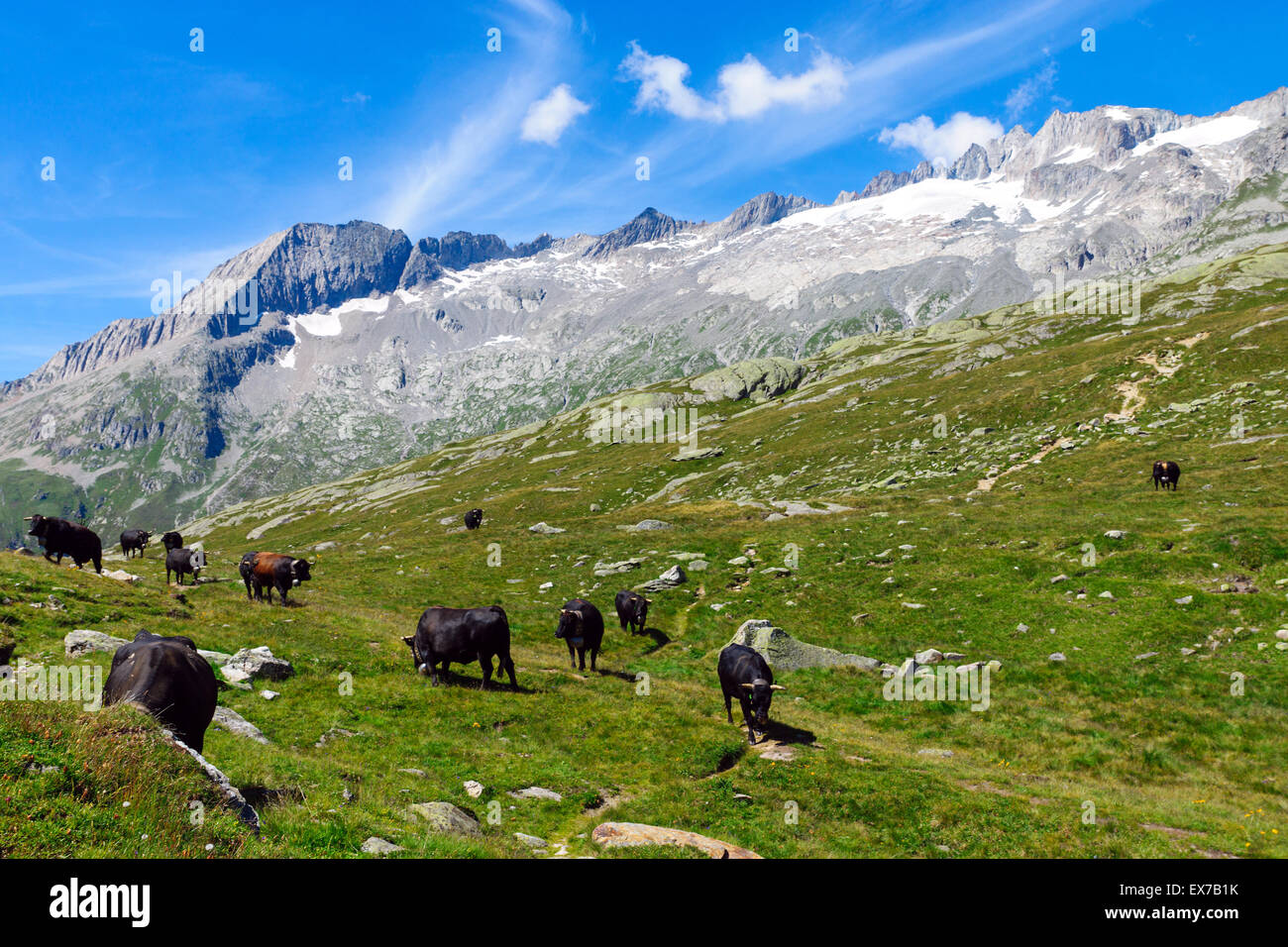 Cows in the swiss alps hi-res stock photography and images - Alamy