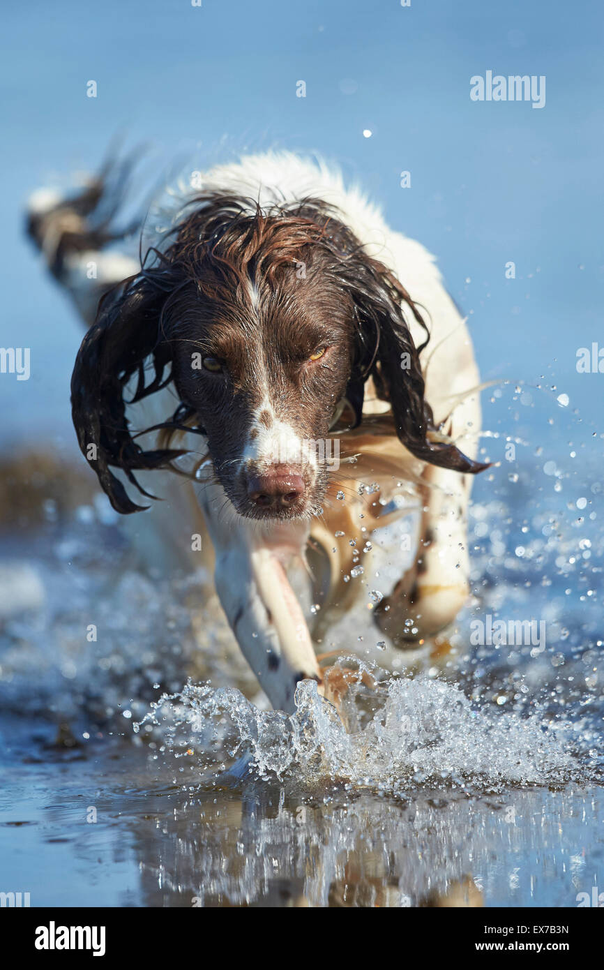 English Springer Spaniel cooling off in water during summer heatwave Stock Photo