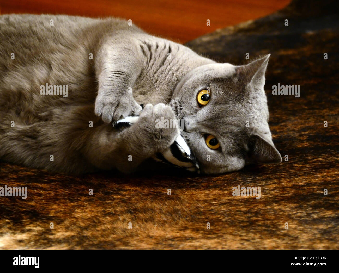 british blue cat - playing with pillow Stock Photo