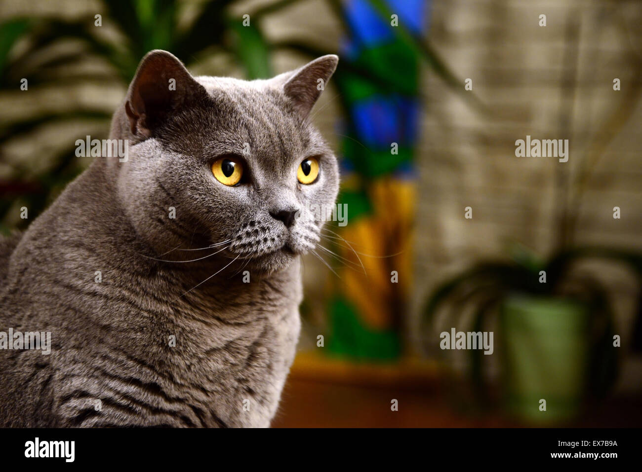 british blue cat portrait Stock Photo