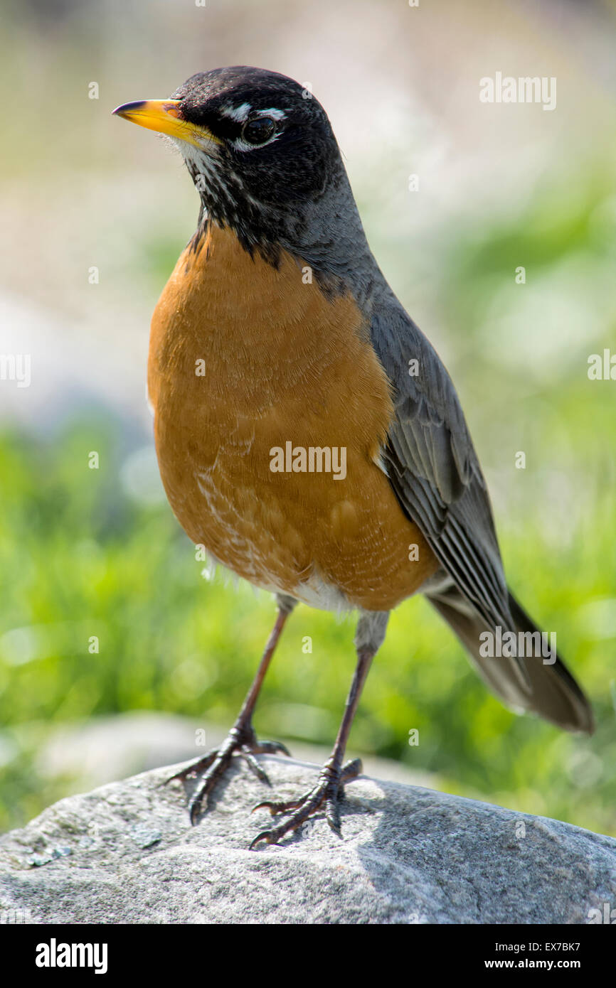 American Robin National Wildlife Federation