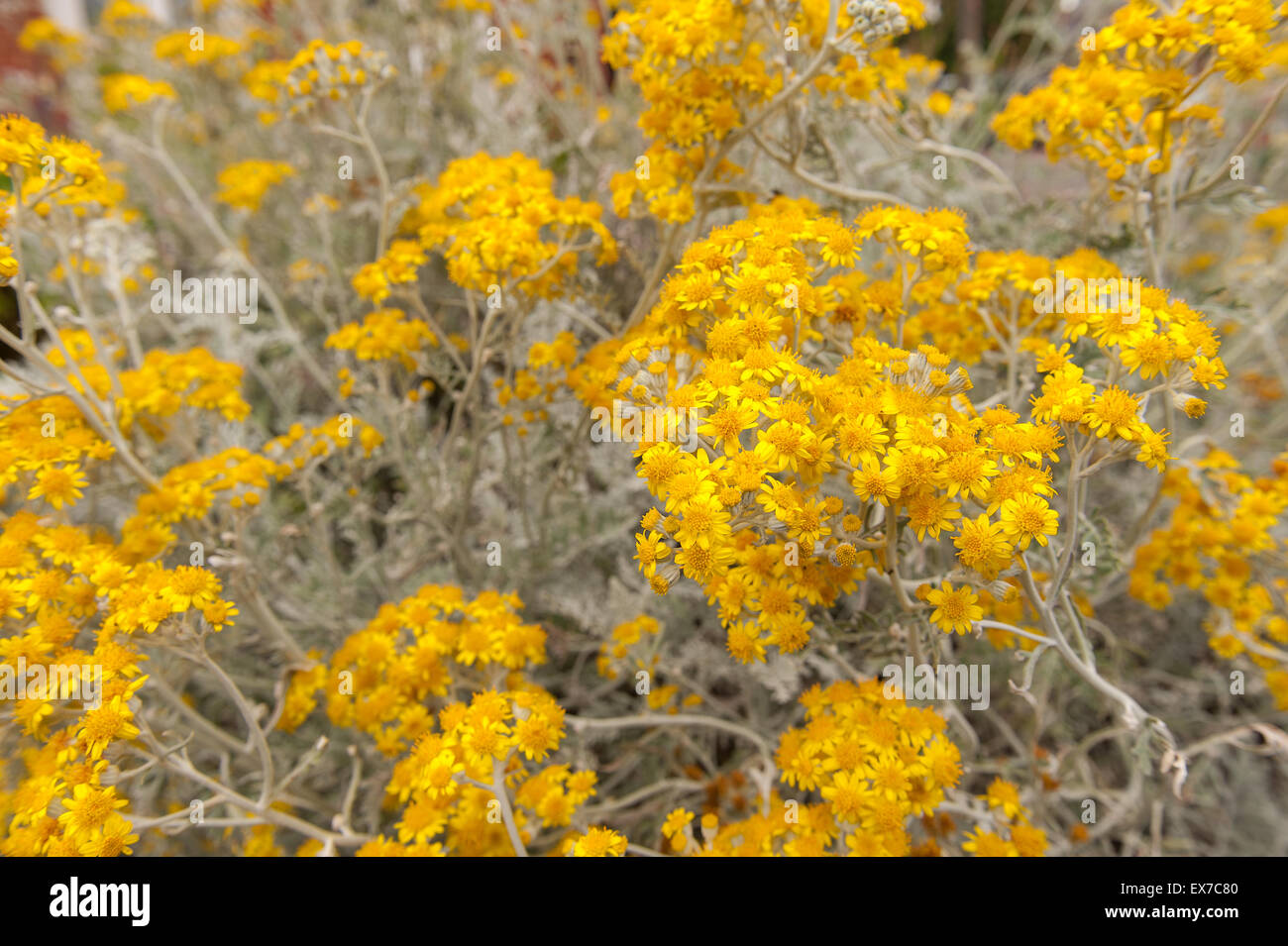 A lovely Dusty Miller Silver ragwort plant in full bloom lots of bright rich yellow flowers Jacobaea maritima Senecio cineraria Stock Photo