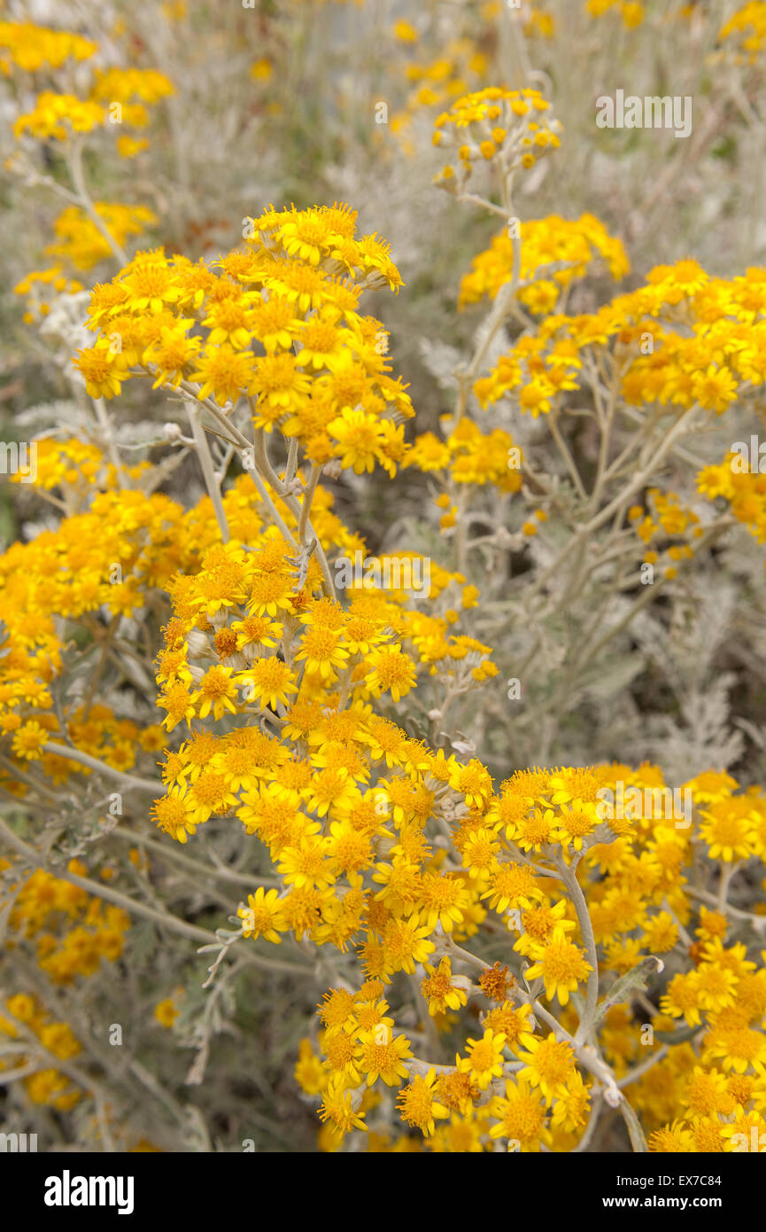 A lovely Dusty Miller Silver ragwort plant in full bloom lots of bright rich yellow flowers Jacobaea maritima Senecio cineraria Stock Photo