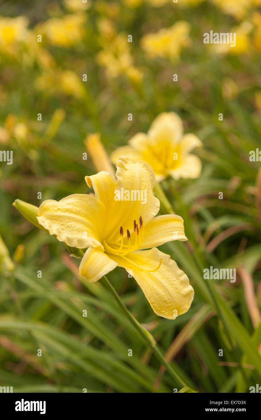 deep primrose yellow colored wild day or meadow lily flowers Hemerocallis lilioasphodelus Stock Photo