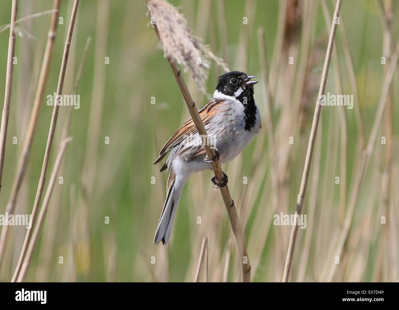 Male reed bunting (Emberiza schoeniclus) singing in  the reeds Stock Photo