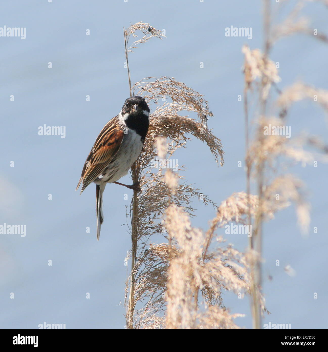 Male reed bunting (Emberiza schoeniclus) in a reed plume Stock Photo