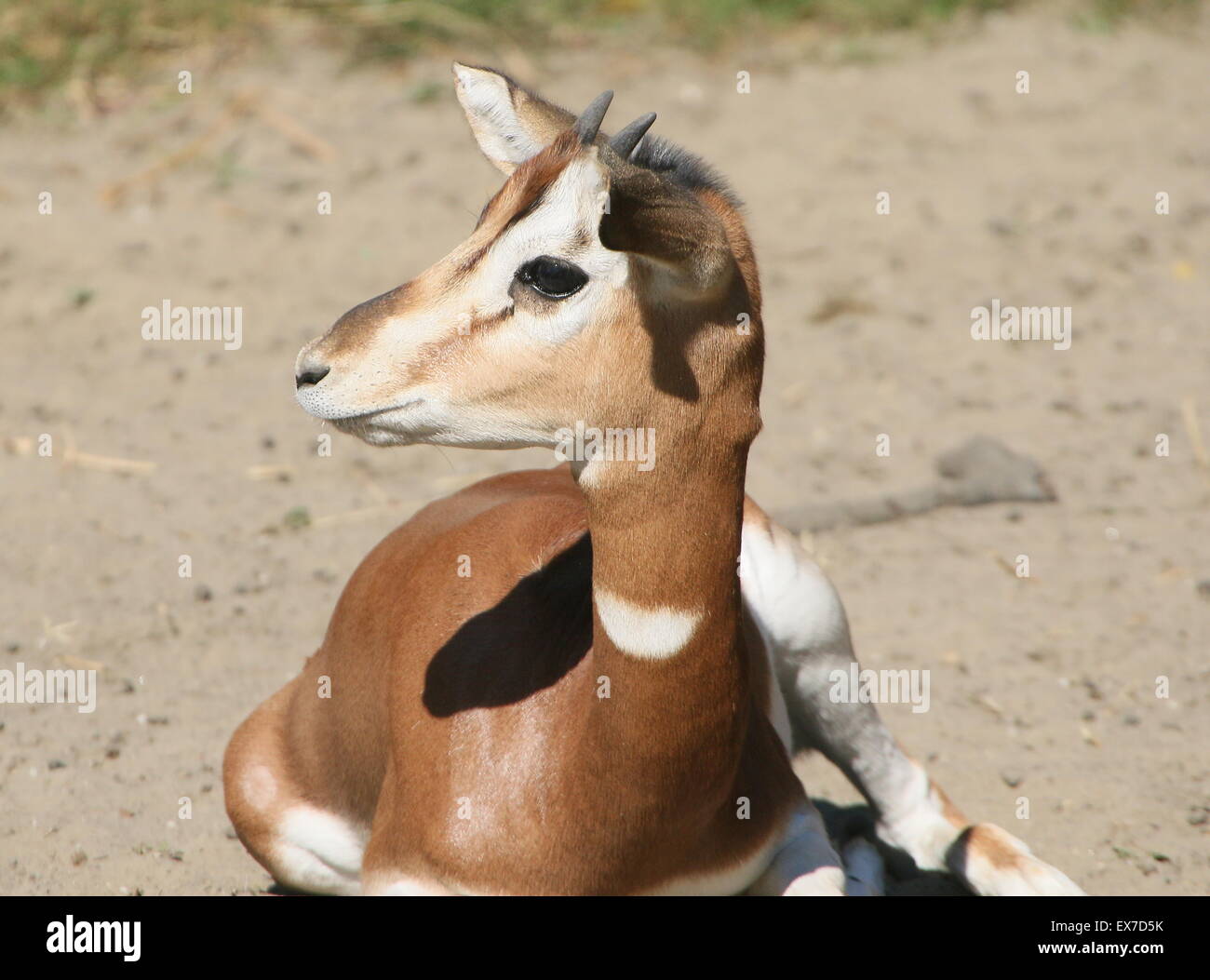 African sand gazelle hi-res stock photography and images - Alamy