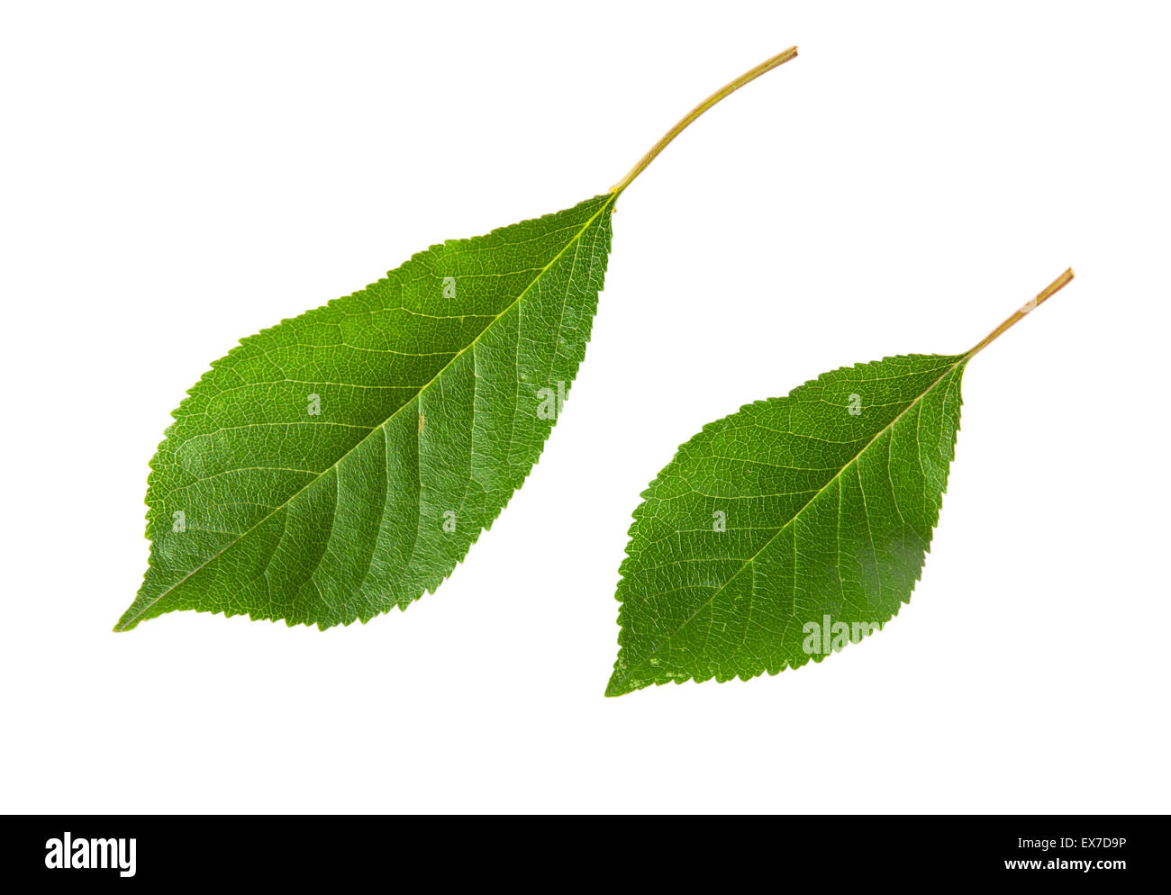 Two green leaves cherry isolated on white background Stock Photo - Alamy