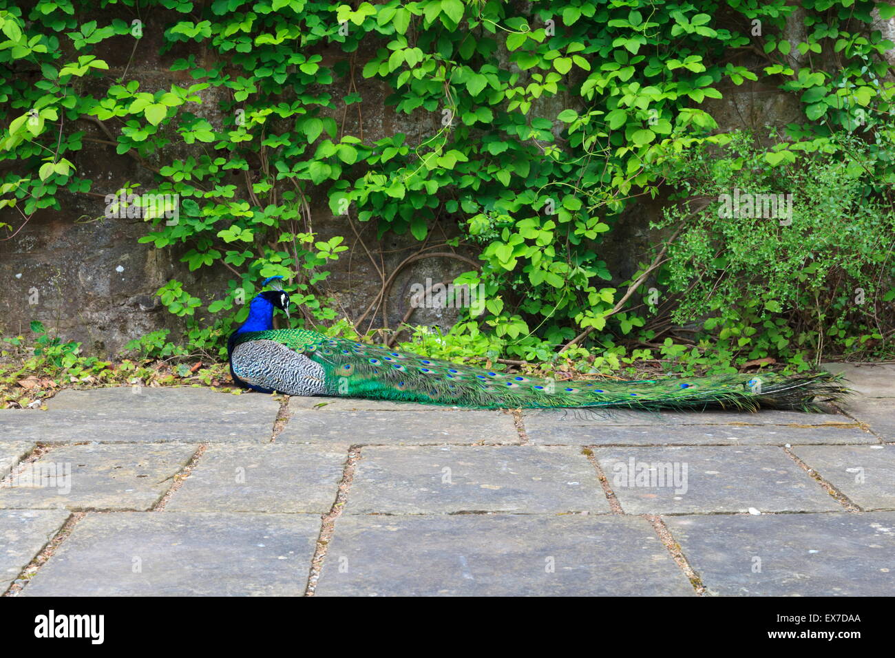 Peacock resting Stock Photo