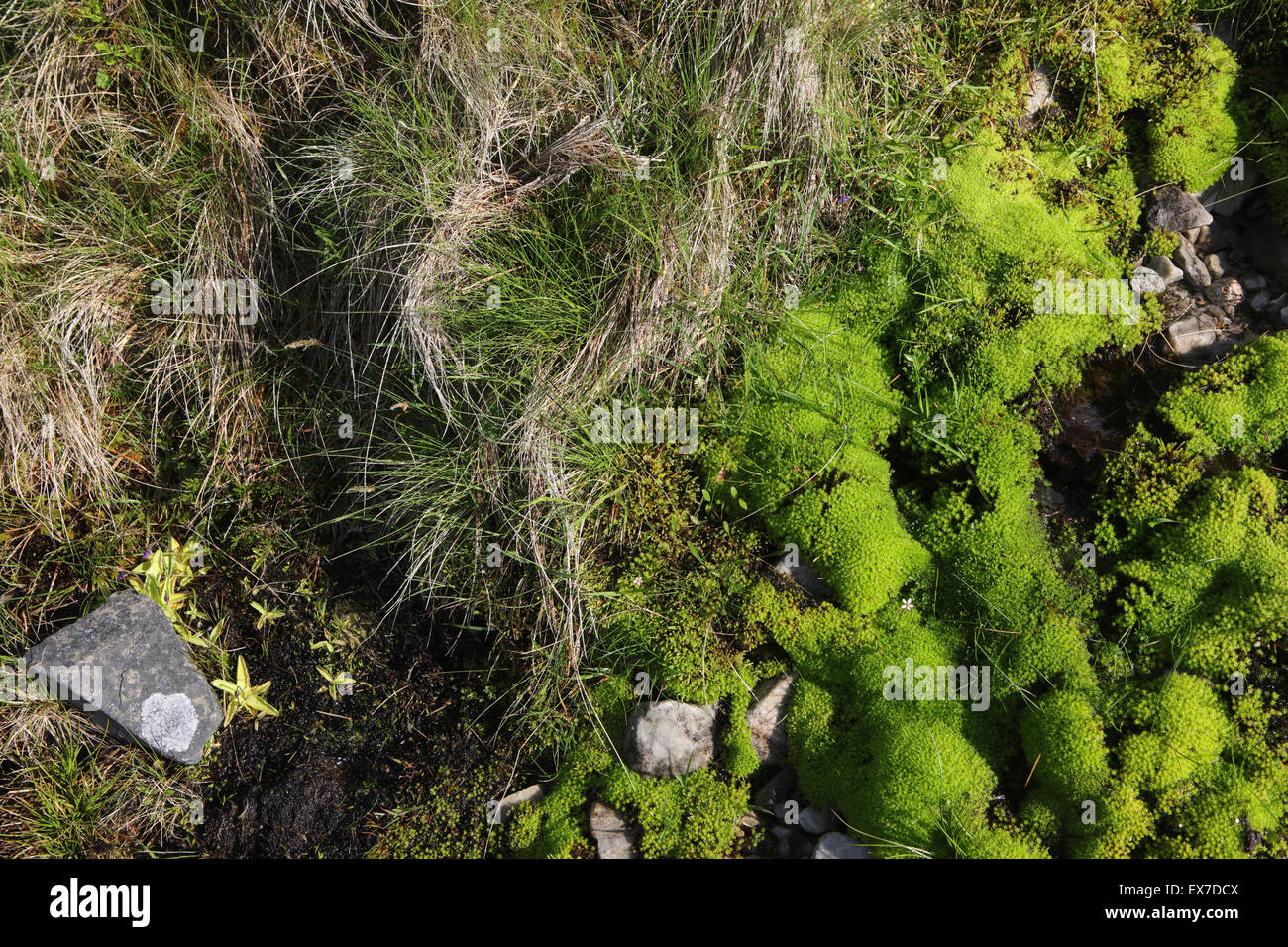 Detail of ground with moss, common butterwort and grass - Mamores - Highlands - Scotland - UK Stock Photo