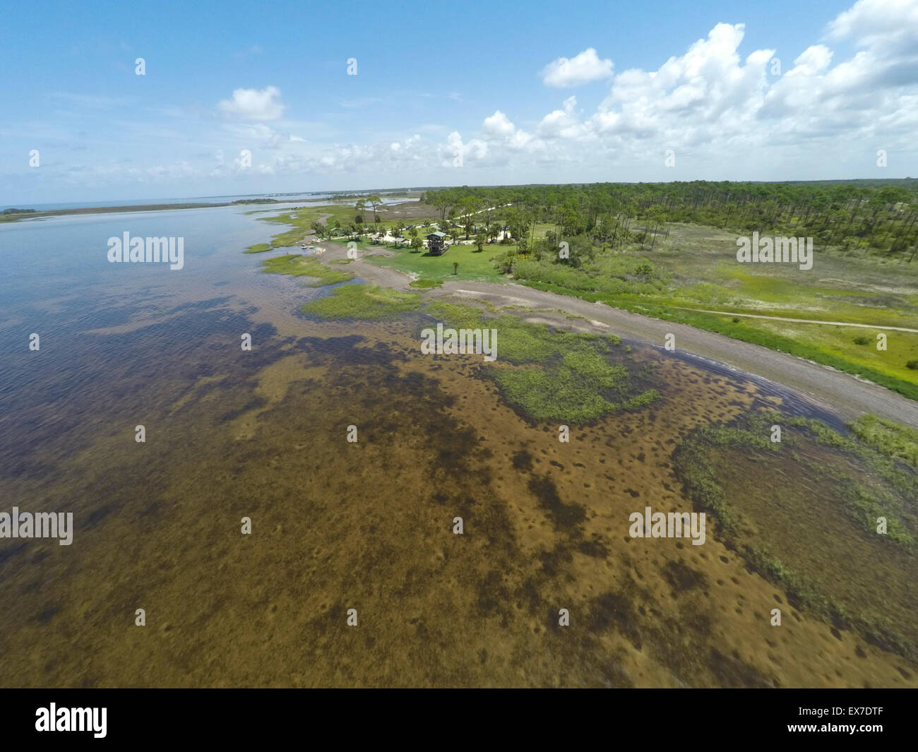 Seagrasses at Hagen's Cove, Big Bend Wildlife Management Area Steinhatchee, Florida Stock Photo