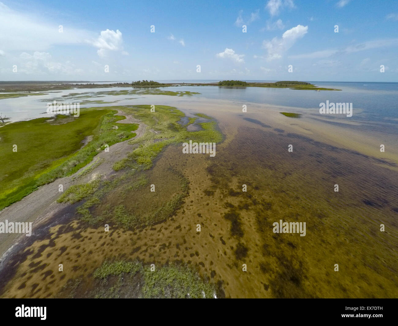 Big bend seagrass aquatic preserve hi-res stock photography and 