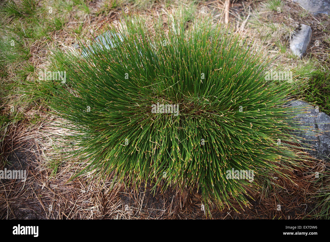 Common Deergrass - Trichophorum germanicum - Mamores - Highlands - Scotland - UK Stock Photo