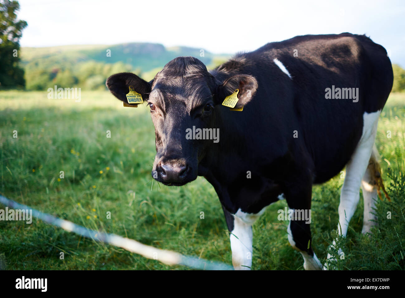 A close up of a black and white cow in a field Stock Photo - Alamy
