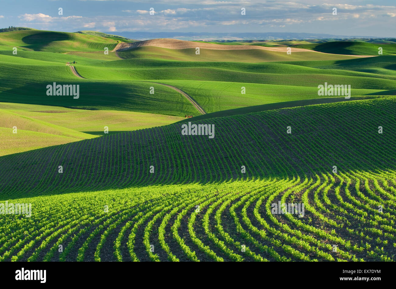 Rolling hills of green wheat fields in the Palouse region of the Inland Empire of Washington Stock Photo