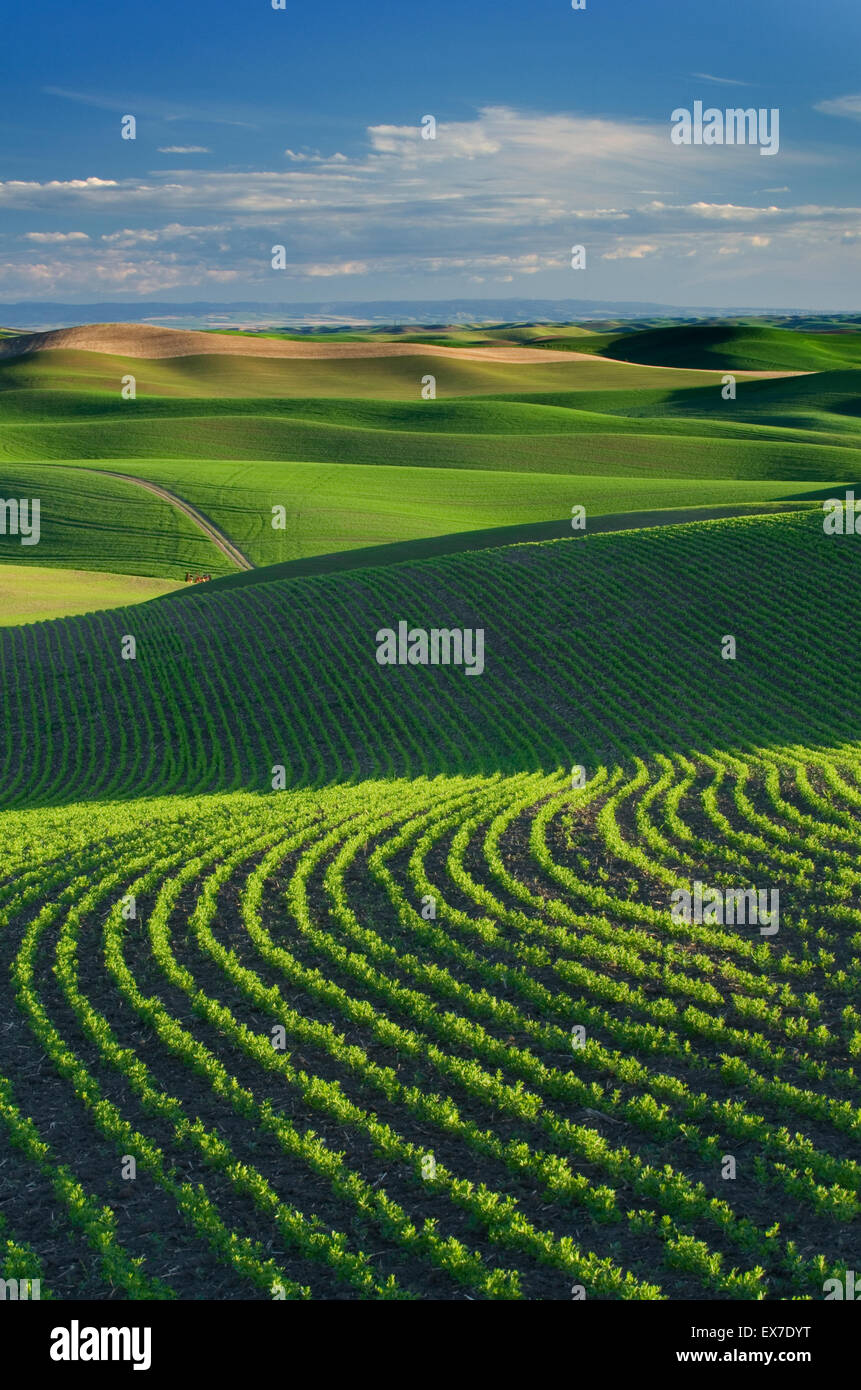 Rolling hills of green wheat fields in the Palouse region of the Inland Empire of Washington Stock Photo