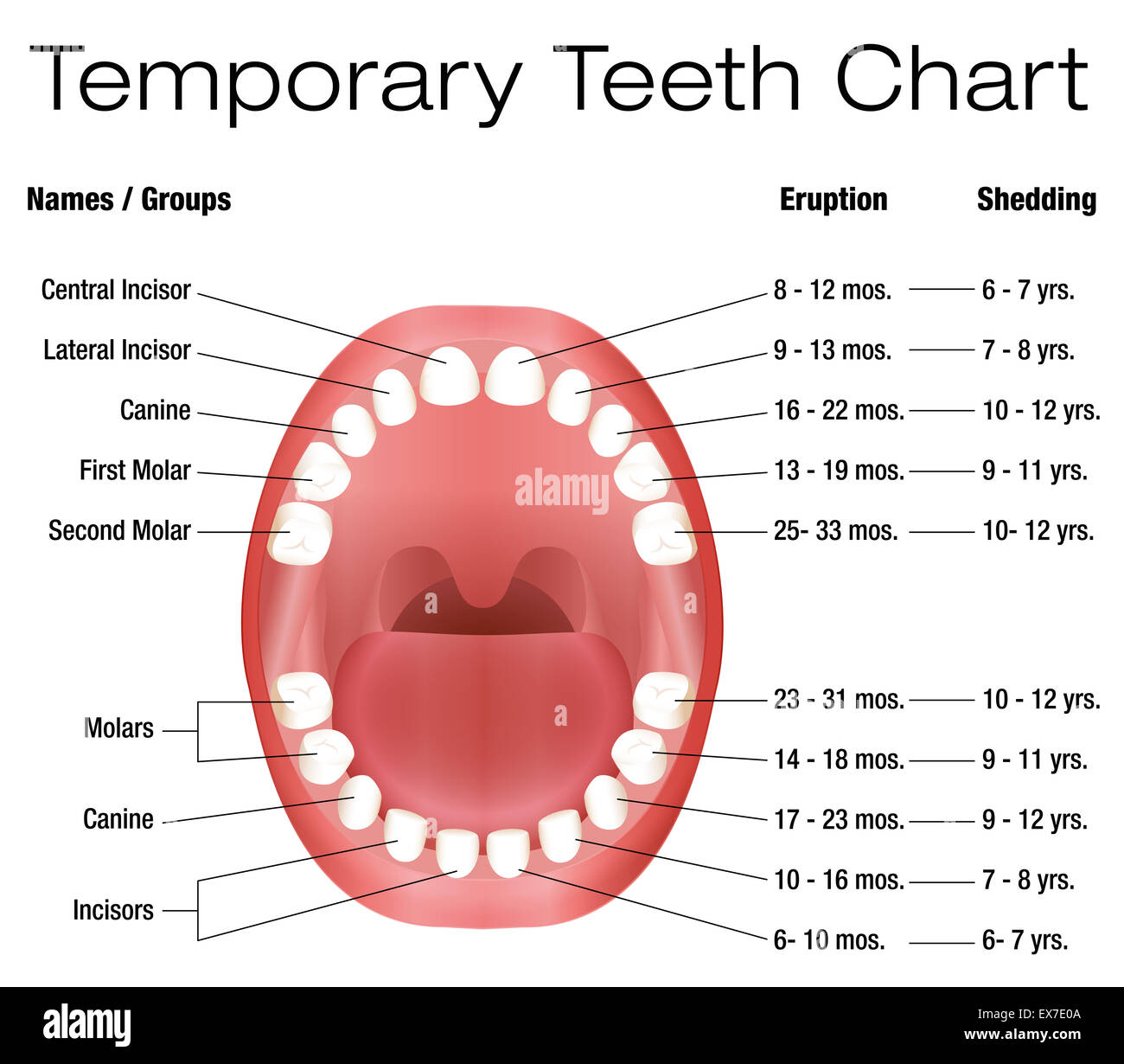 Temporary Teeth Names Groups Period Of Eruption And Shedding Of The