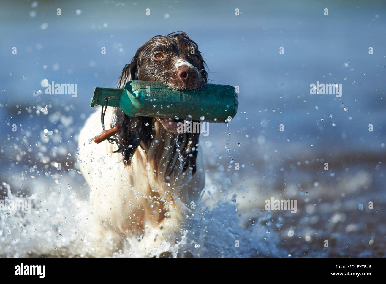 Working spaniel retrieving test dummy in water during summer heatwave Stock Photo