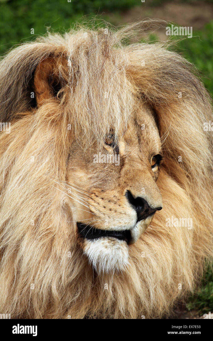 Katanga lion (Panthera leo bleyenberghi), also known as the Southwest African lion at Usti nad Labem Zoo, Czech Republic. Stock Photo
