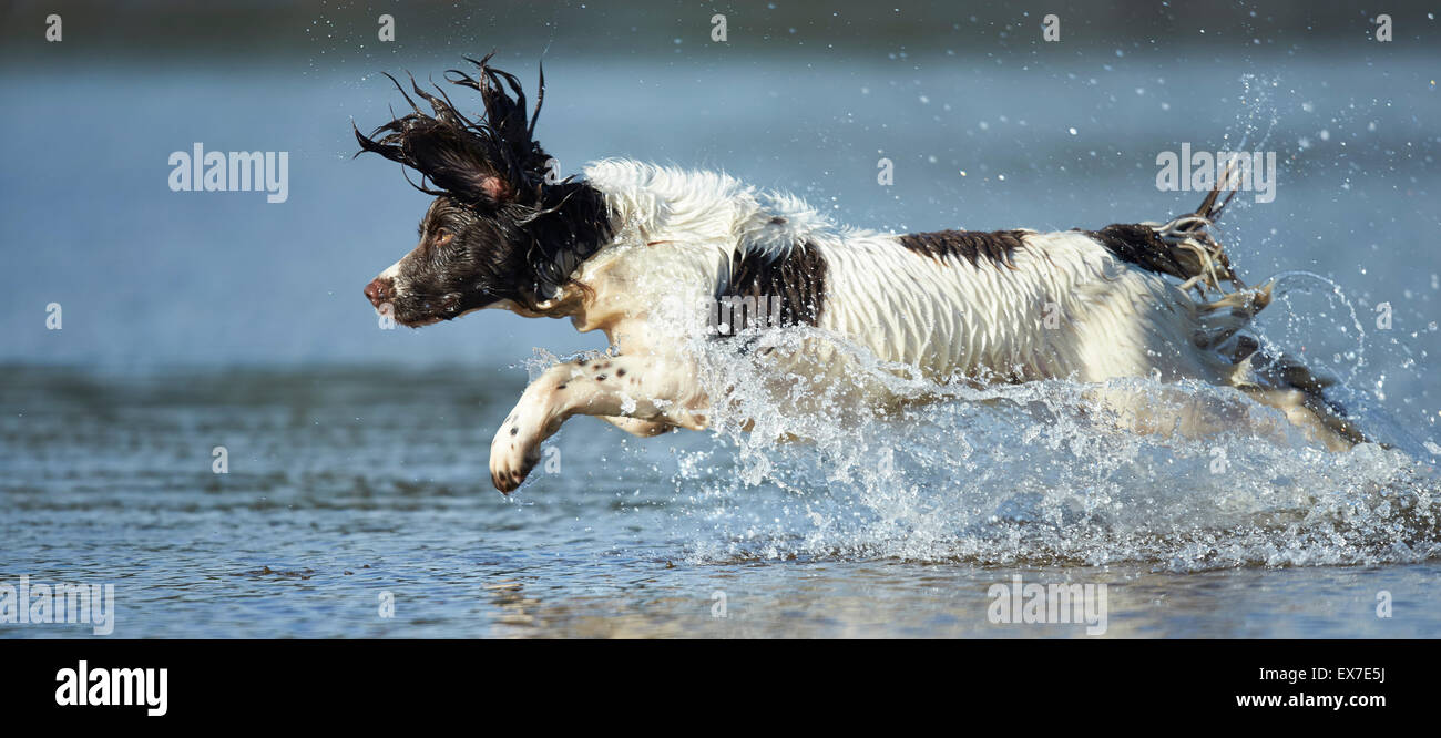 Working spaniel retrieving in water during summer heatwave Stock Photo