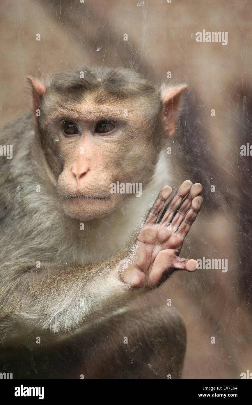 Bonnet macaque (Macaca radiata) looking through glass at Usti nad Labem Zoo in North Bohemia, Czech Republic. Stock Photo