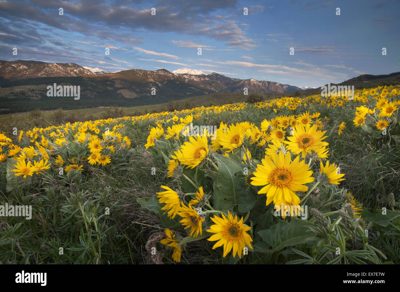 Methow Valley wildflowers, Balsamroot (Balsamorhiza deltoidea), North ...