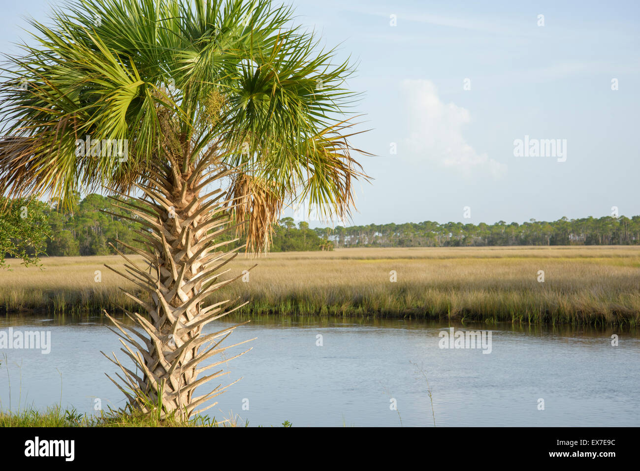 Salt marsh lining Fish Creek, Big Bend Seagrasses Aquatic Preserve, Florida Stock Photo