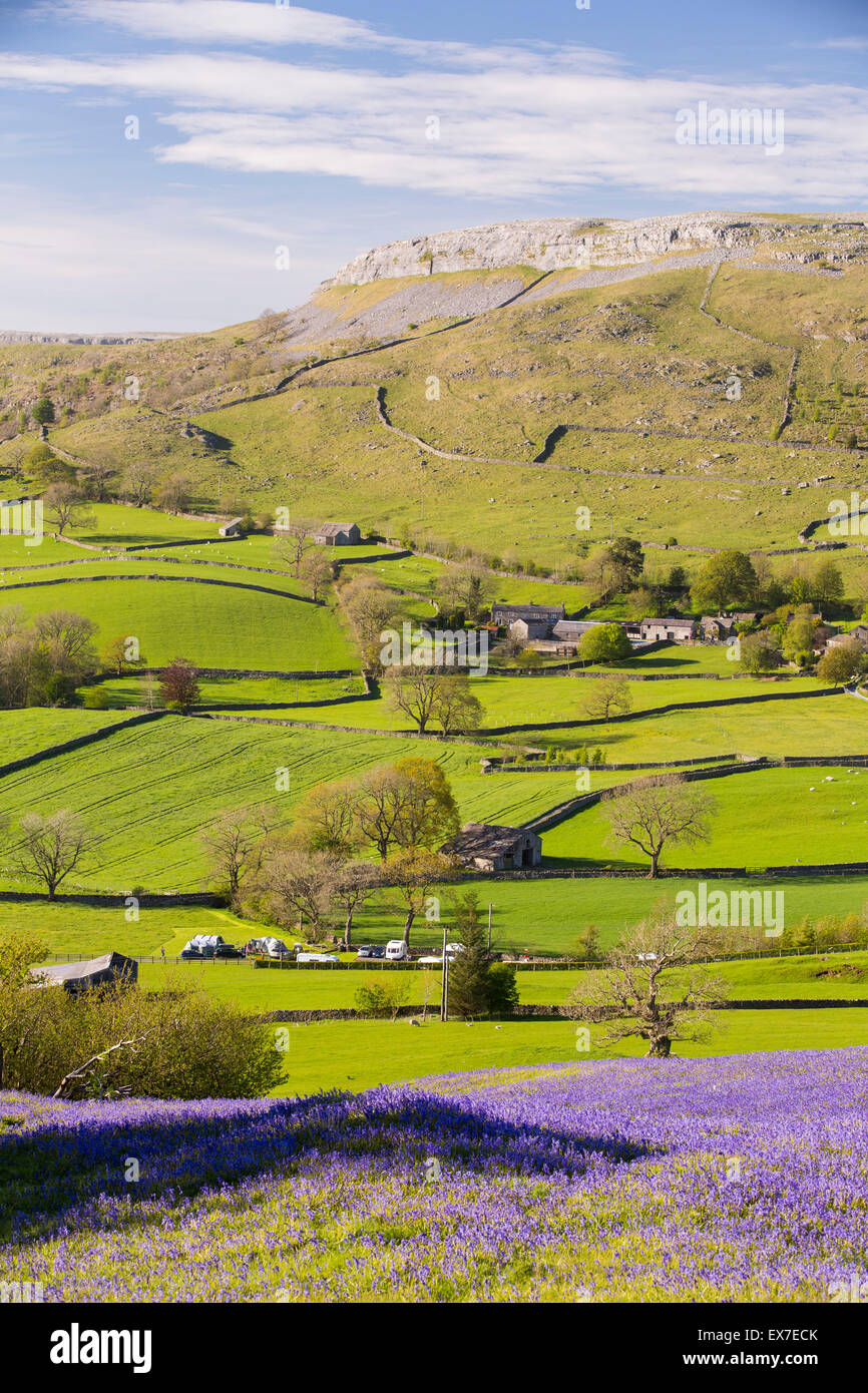 Bluebells above Austwick in the Yorkshire Dales, UK. Stock Photo