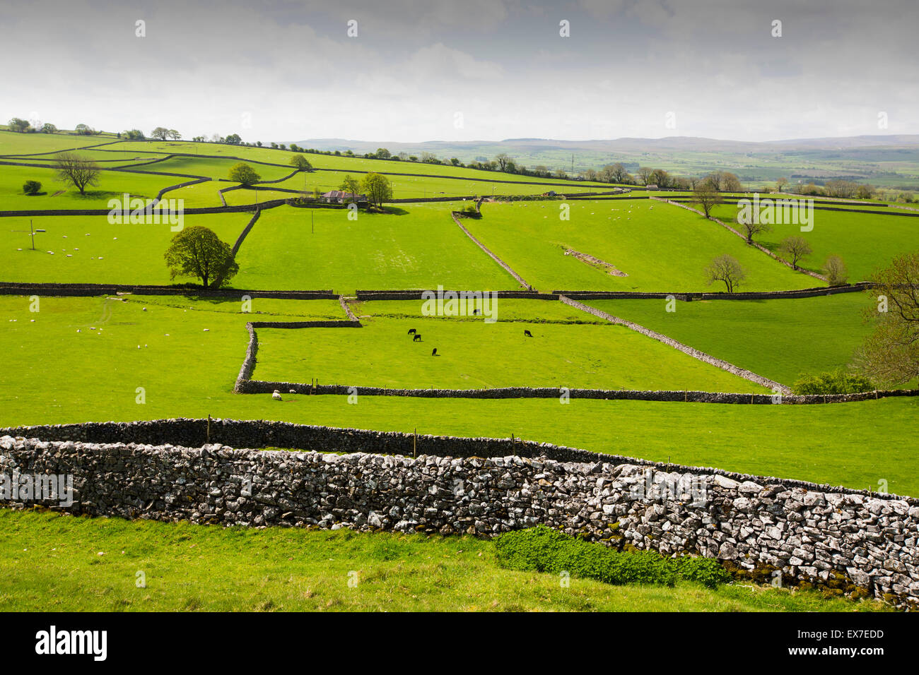 Field boundaries between Feizor and Austwick in the Yorkshire Dales, UK. Stock Photo