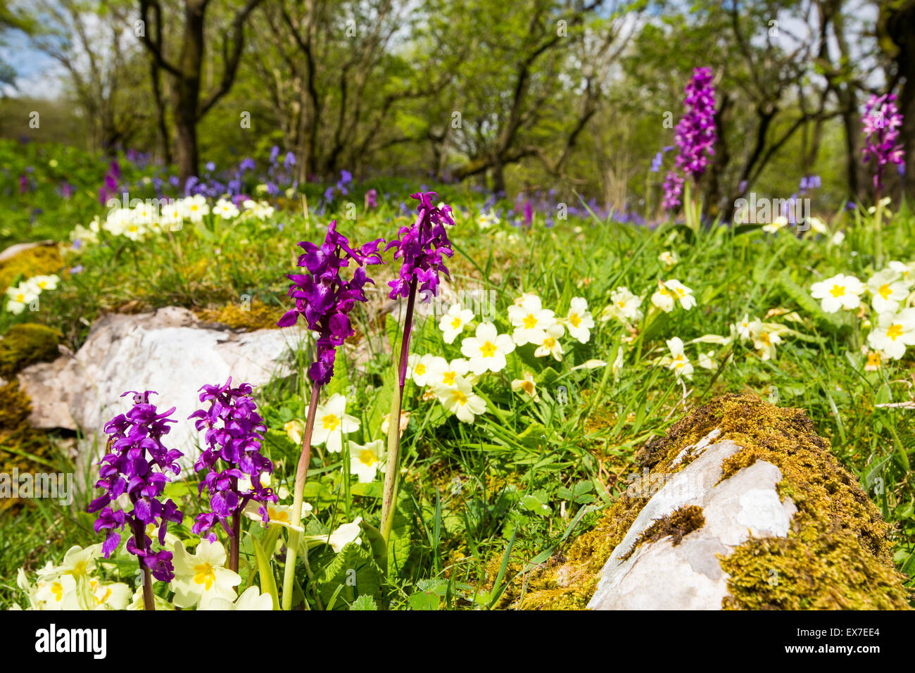 Bluebells, Primroses and Early Purple Orchids on limestone pavement