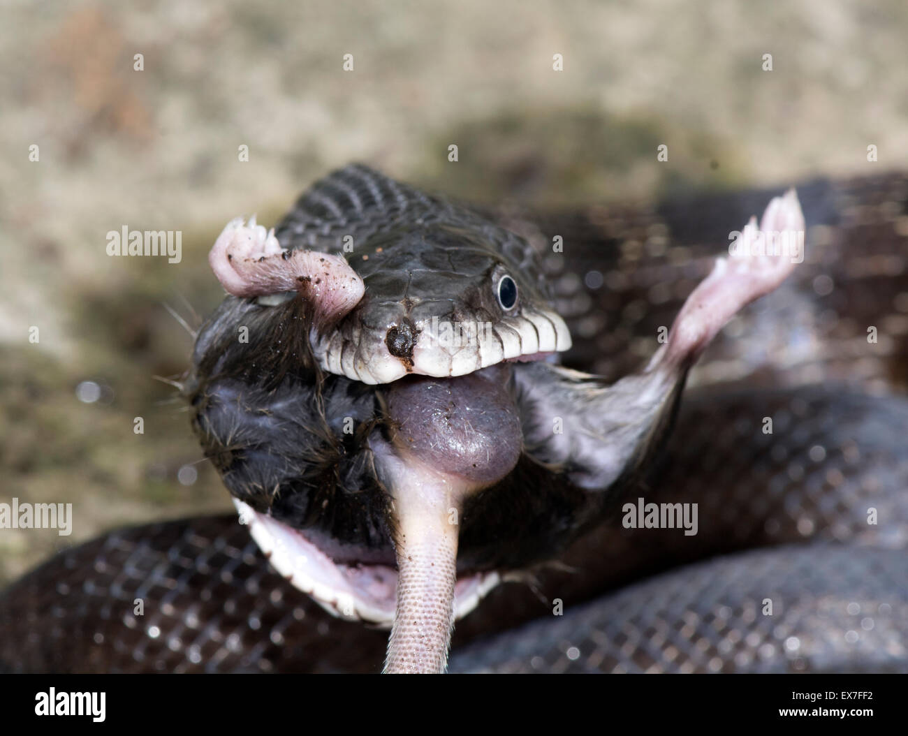 Black rat snake (Elaphe [Pantherophis] obsoleta) eating a deer mouse, Peromyscus Stock Photo Alamy