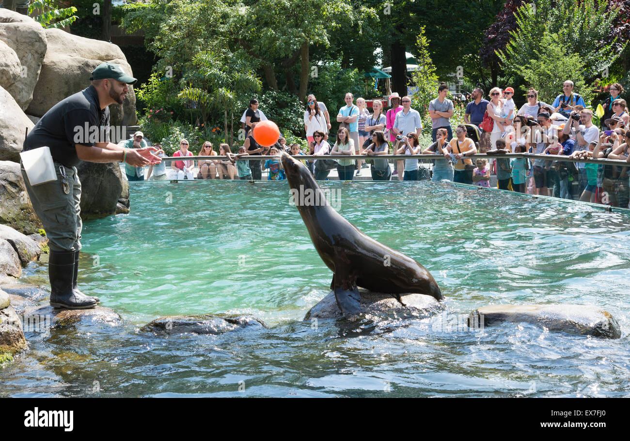 Sea Lions entertain visitors at Central Park Zoo Manhattan New York USA