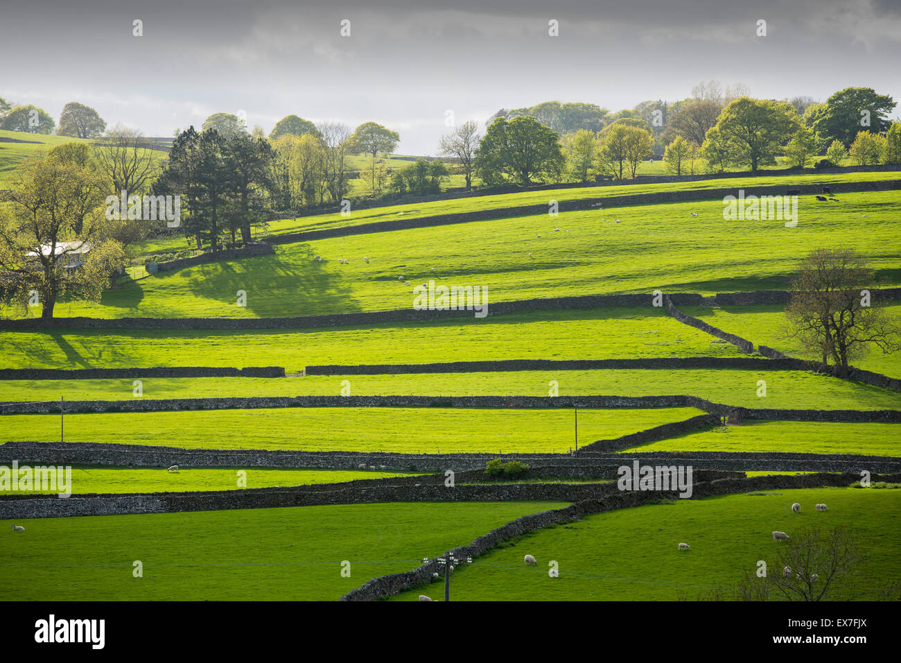 Field boundaries on the outskirts of Austwick in the Yorkshire Dales, UK. Stock Photo