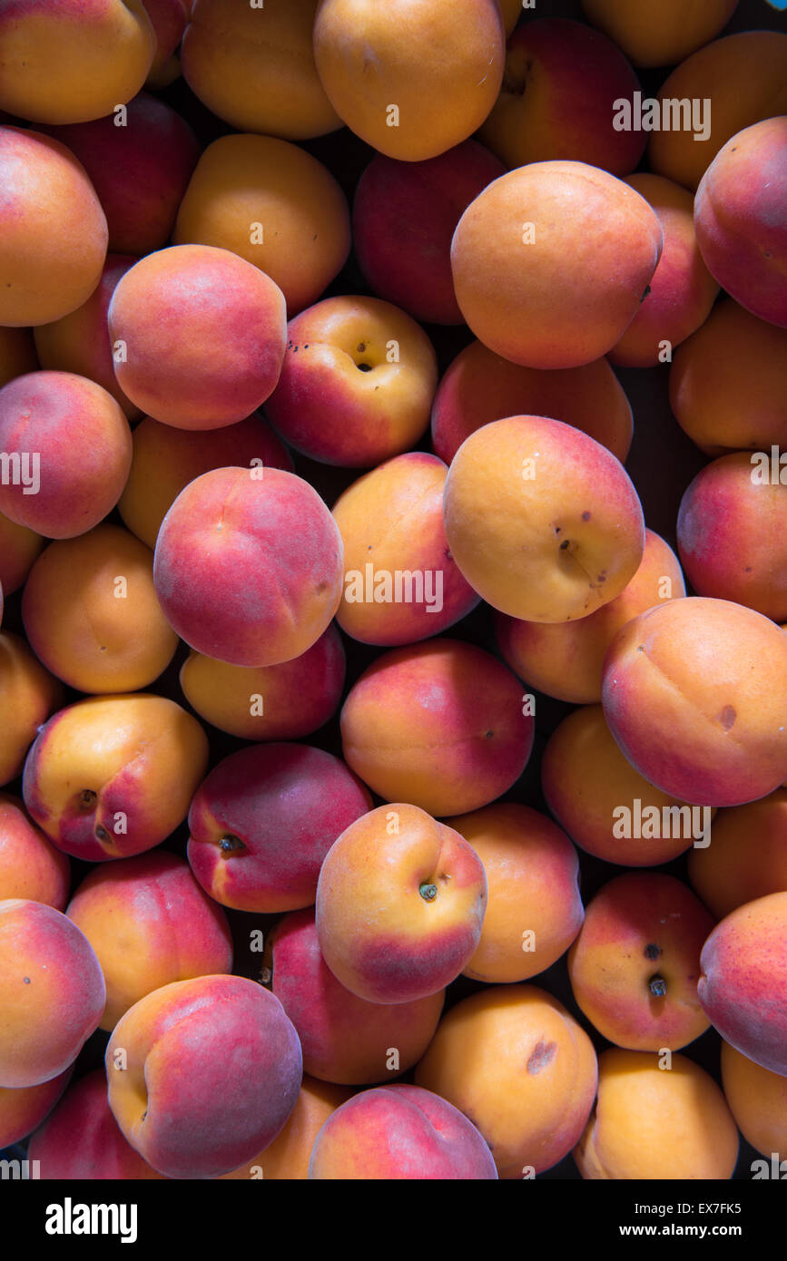 Basket of fresh italian apricots Stock Photo Alamy