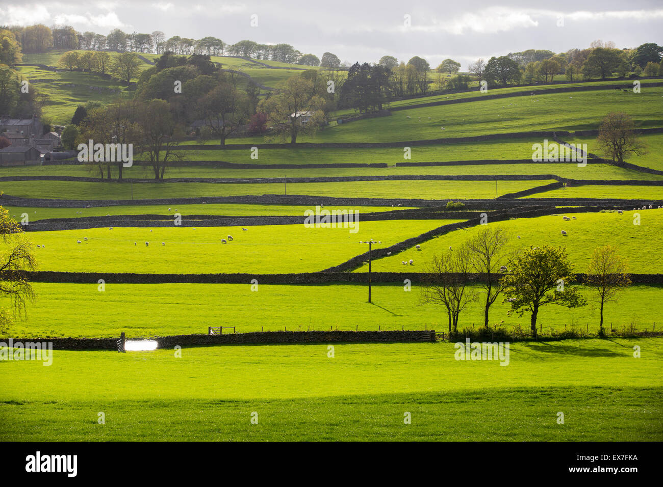 Field boundaries on the outskirts of Austwick in the Yorkshire Dales, UK. Stock Photo