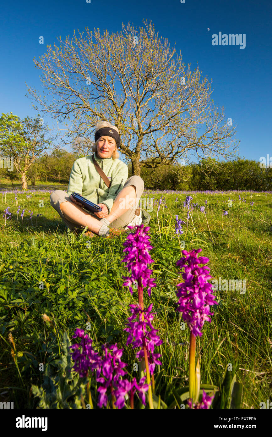 A woman sitting amongst Bluebells and Early Purple Orchids (Orchis