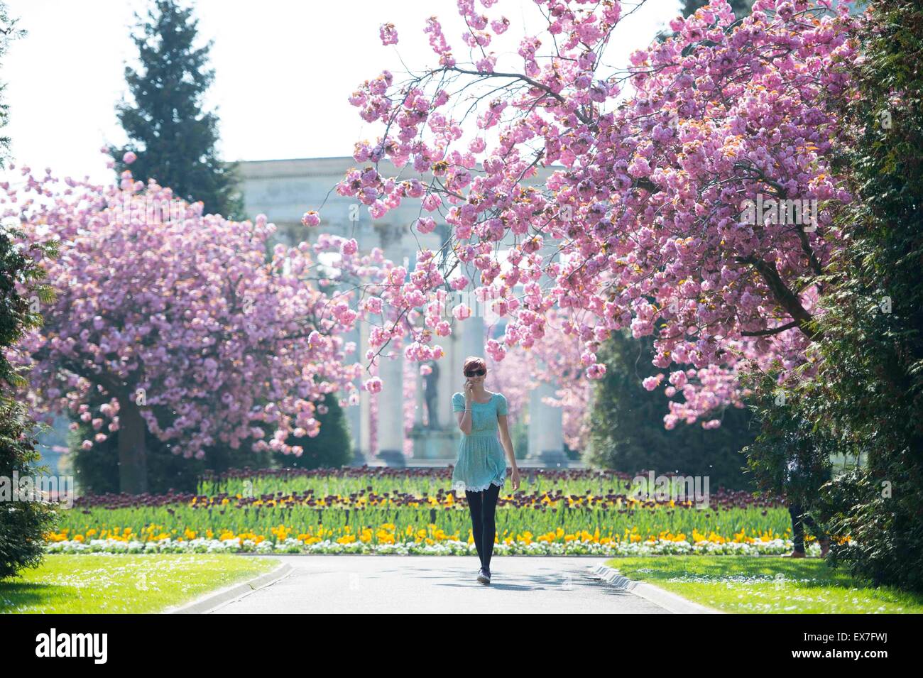 A girl walks through pink blossom in Cathays Park, Cardiff, South Wales, during warm spring weather. Stock Photo