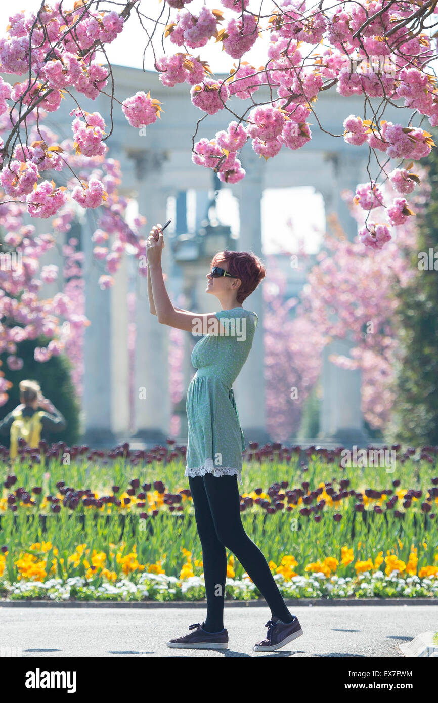 A girl takes a picture on a camera phone of blossom in Cathays Park, Cardiff, South Wales, during warm spring weather. Stock Photo