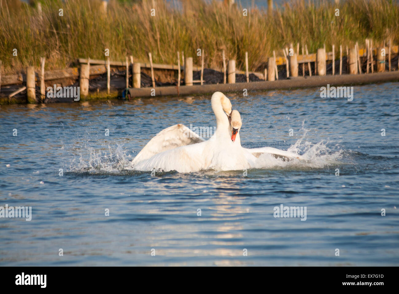 Swan Mating Rituals Swans mating ritual hi-res stock photography and images - Alamy
