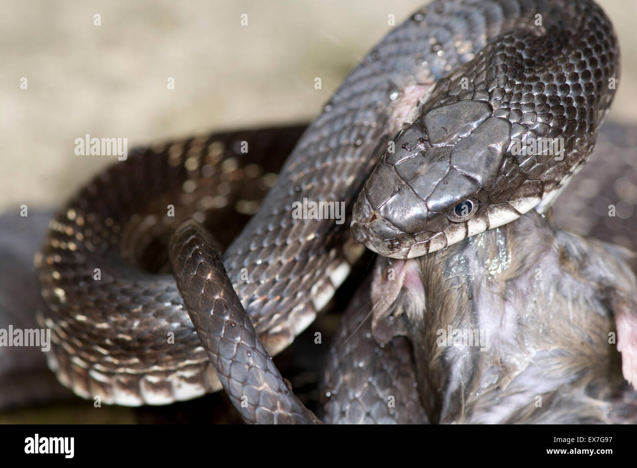 Black rat snake (Elaphe [Pantherophis] obsoleta) eating a deer mouse