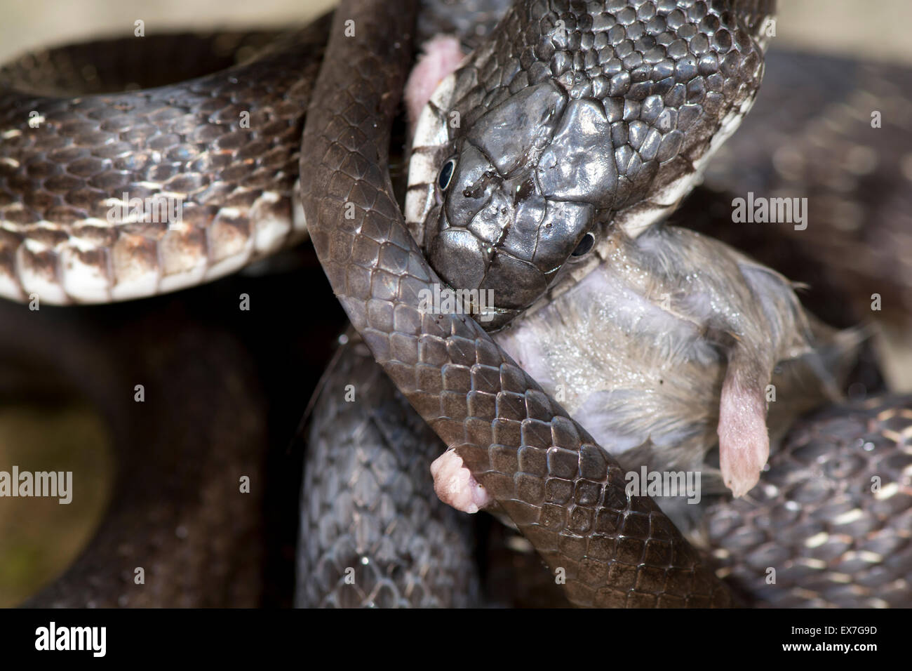 Black rat snake (Elaphe [Pantherophis] obsoleta) eating a deer mouse, Peromyscus. Stock Photo
