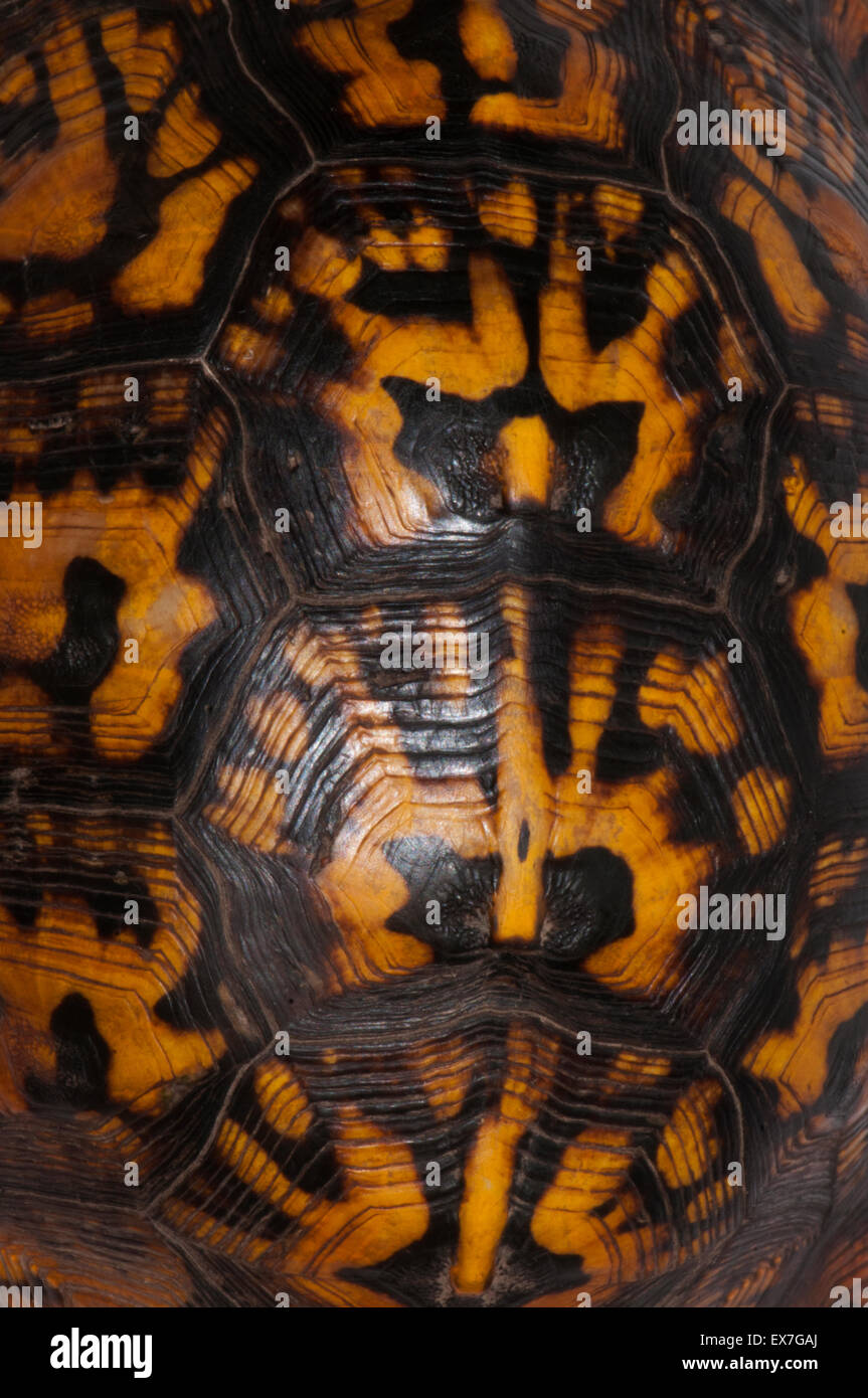 Box Turtle Shell Pattern