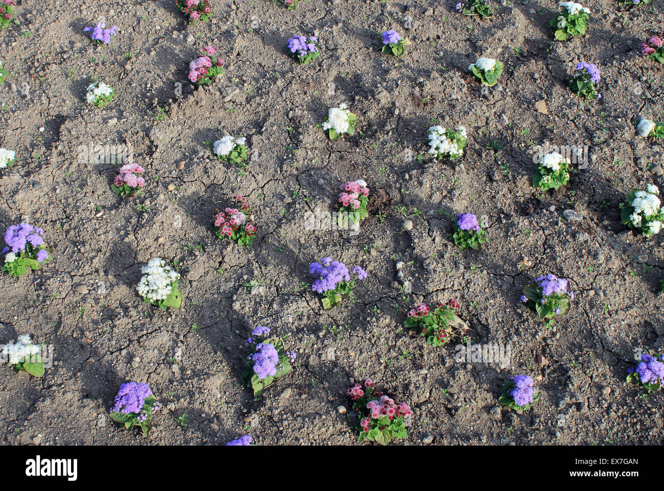 Overhead view of bedding plants in a flower bed. Stock Photo